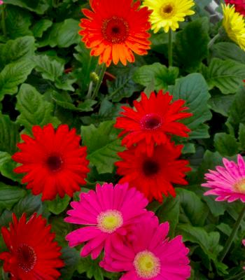 gerbera